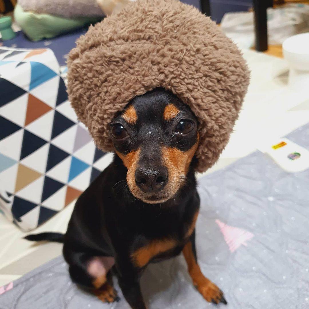 Chestnut Plush Dog Toy