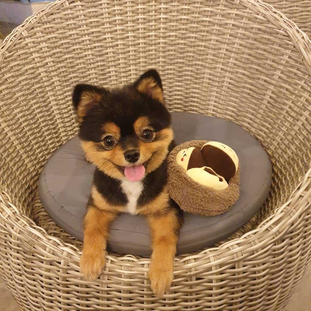 Chestnut Plush Dog Toy