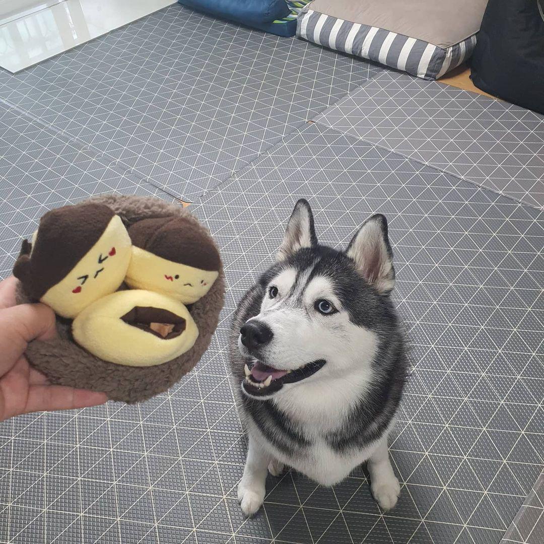 Chestnut Plush Dog Toy
