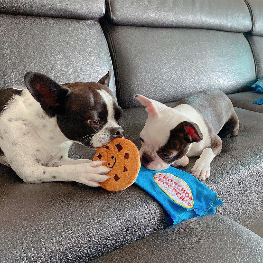 Chocolate Chip Cookie Plush Dog Toy