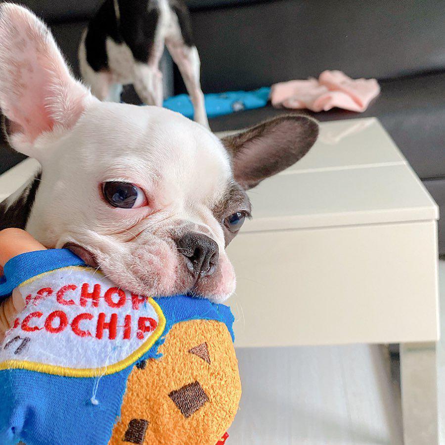 Chocolate Chip Cookie Plush Dog Toy