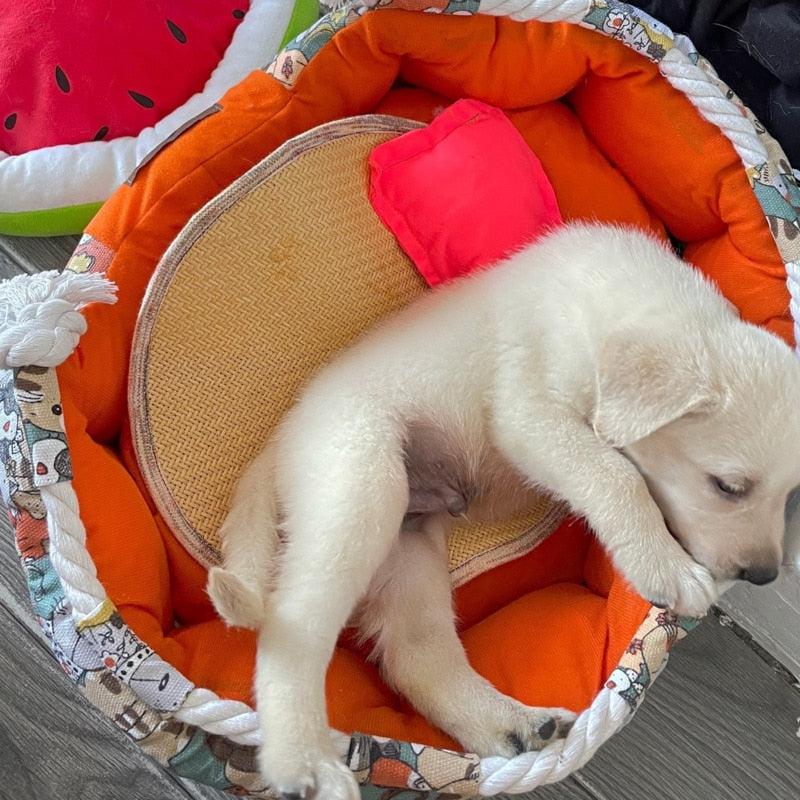 Fruit & Veg Pet Bed