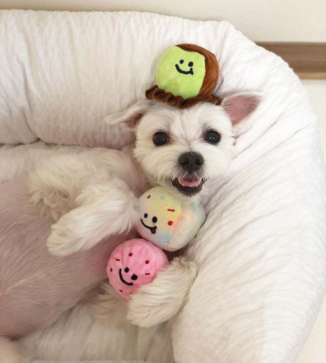 Ice Cream Plush Dog Toy
