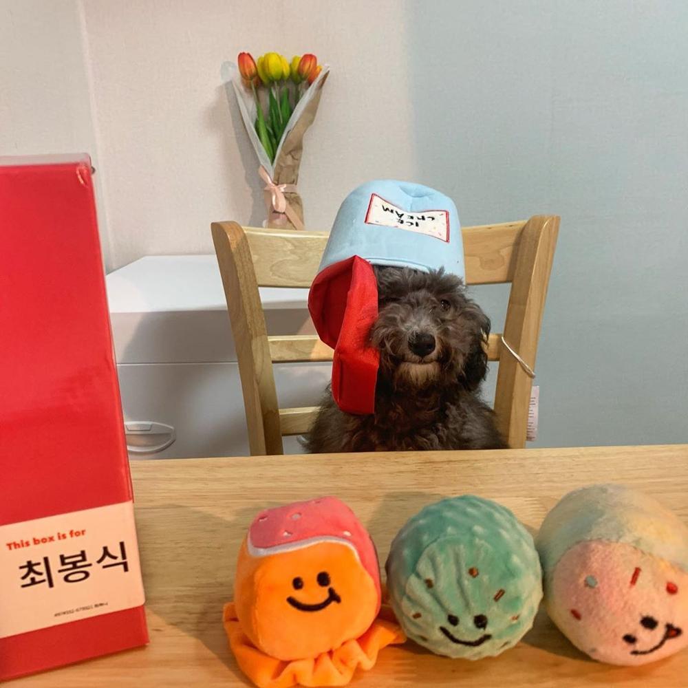 Ice Cream Plush Dog Toy