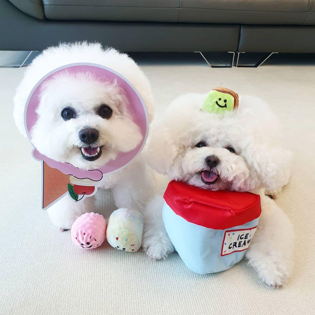 Ice Cream Plush Dog Toy