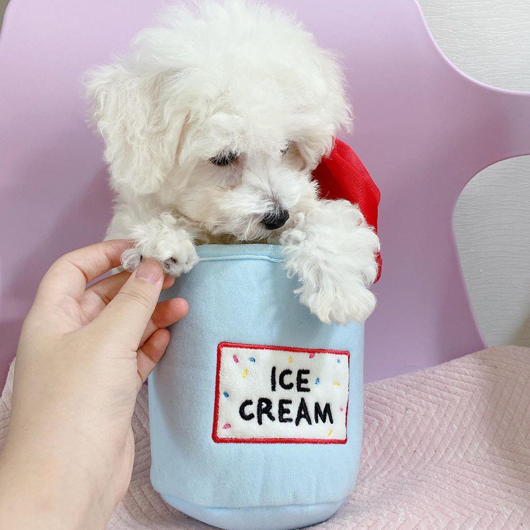 Ice Cream Plush Dog Toy