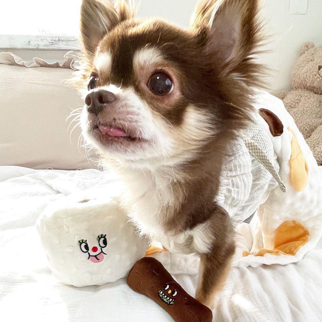 Toilet Paper Plush Dog Toy