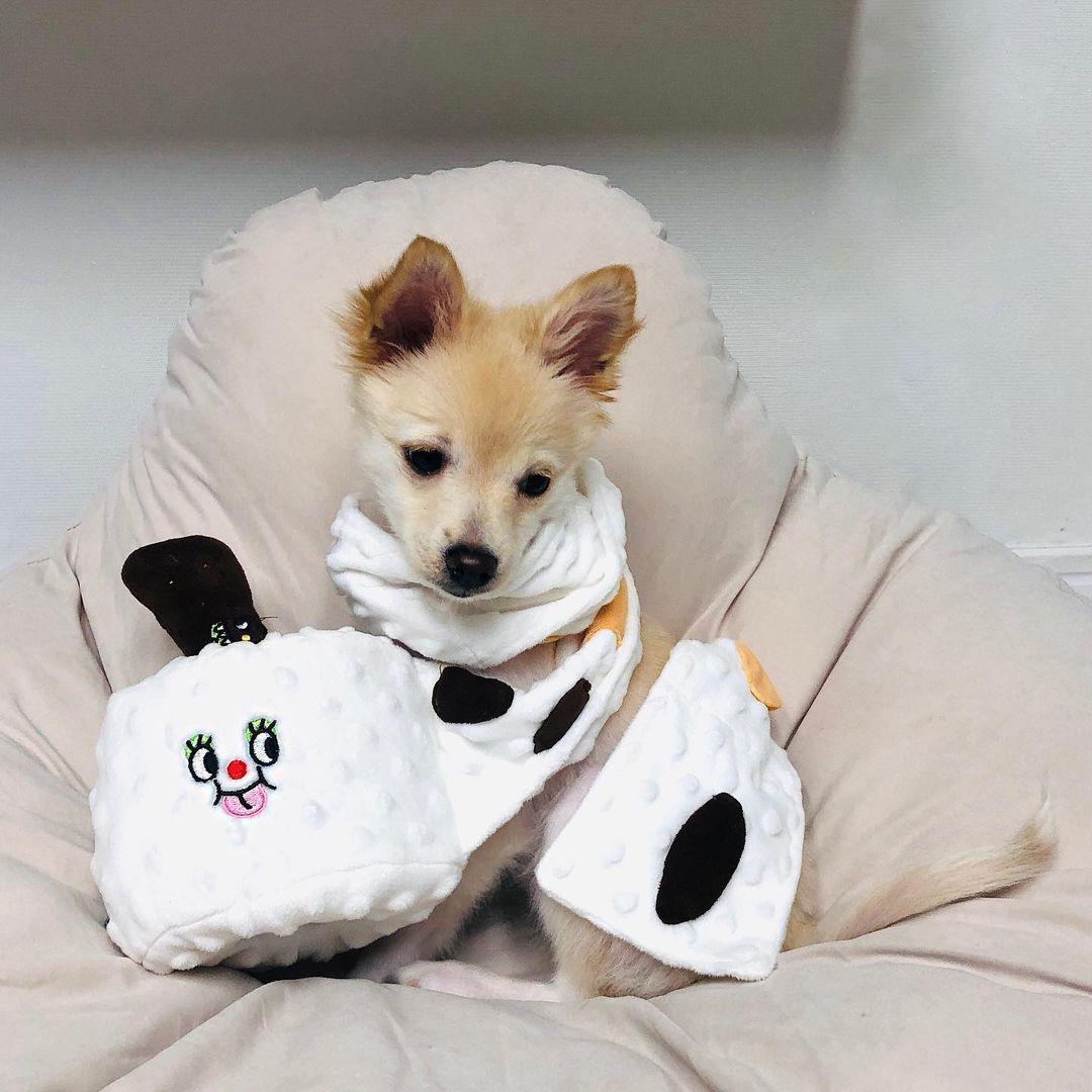Toilet Paper Plush Dog Toy