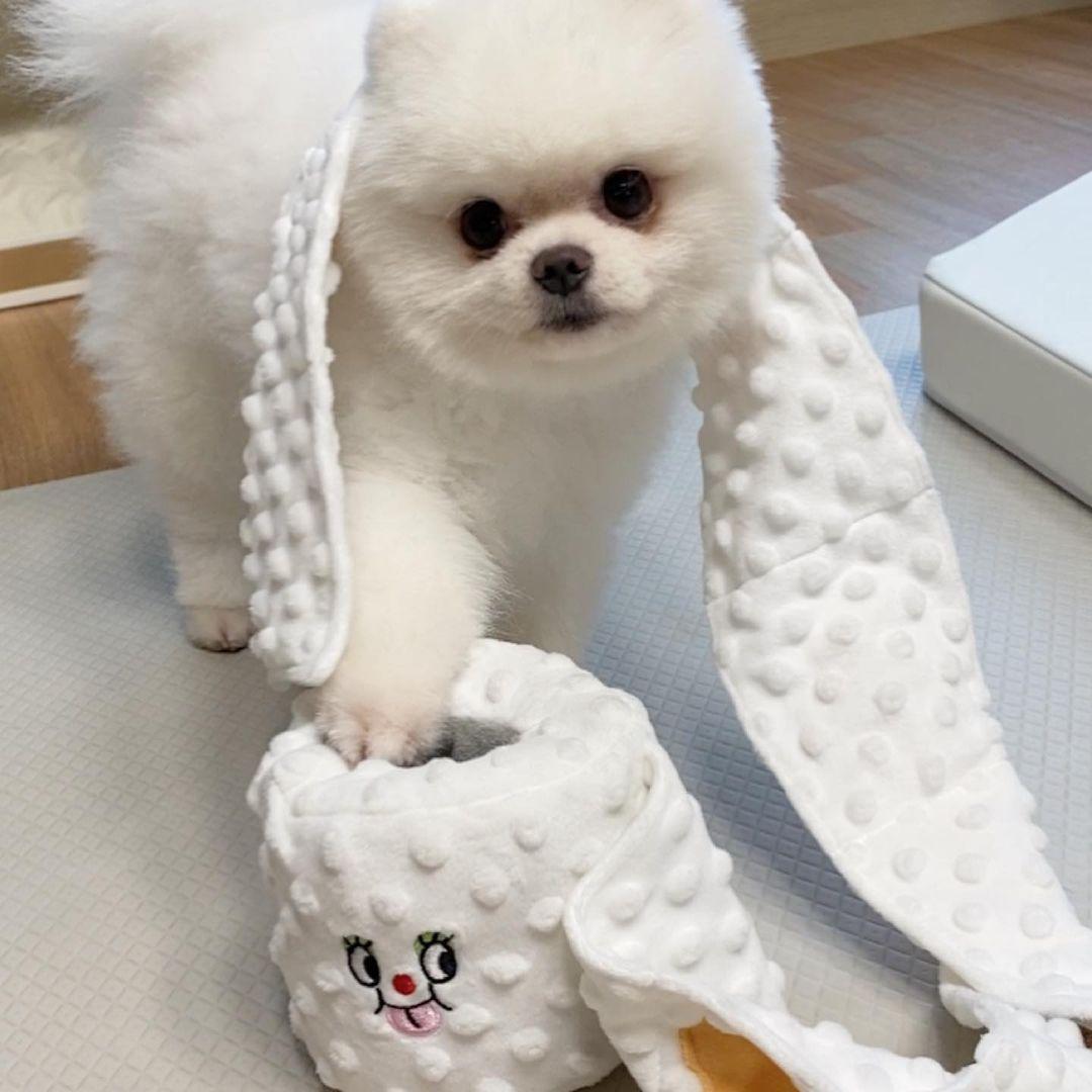 Toilet Paper Plush Dog Toy