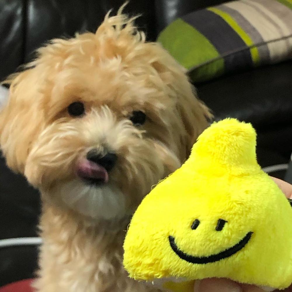 Lemonade Plush Dog Toy